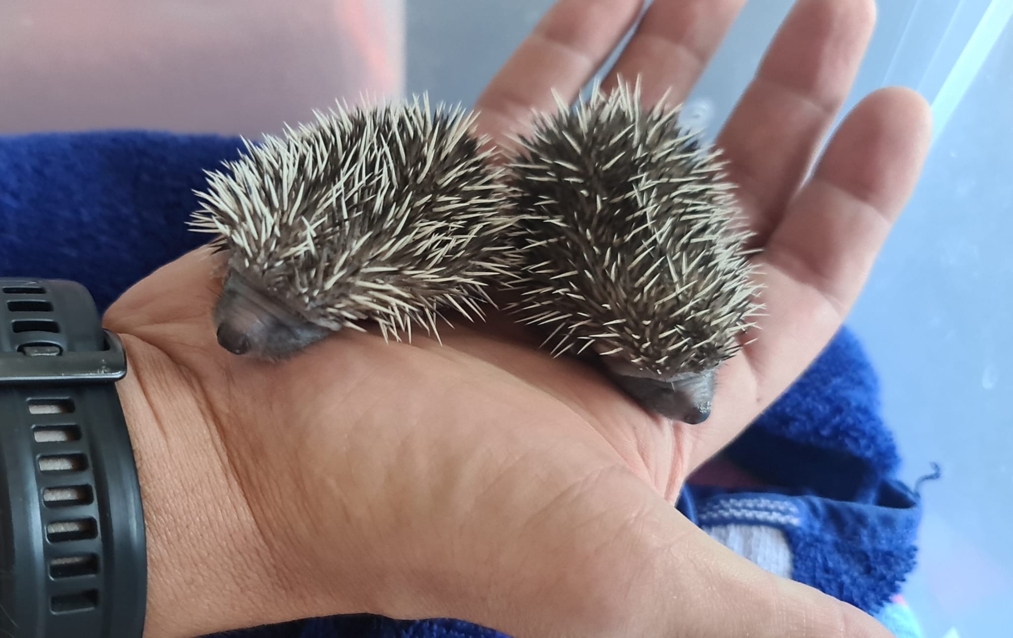 Zwei sehr junge Igel mit kurzen, hellen Stacheln liegen nebeneinander in der geöffneten Hand einer Person, während im Hintergrund ein blaues Tuch zu sehen ist.
