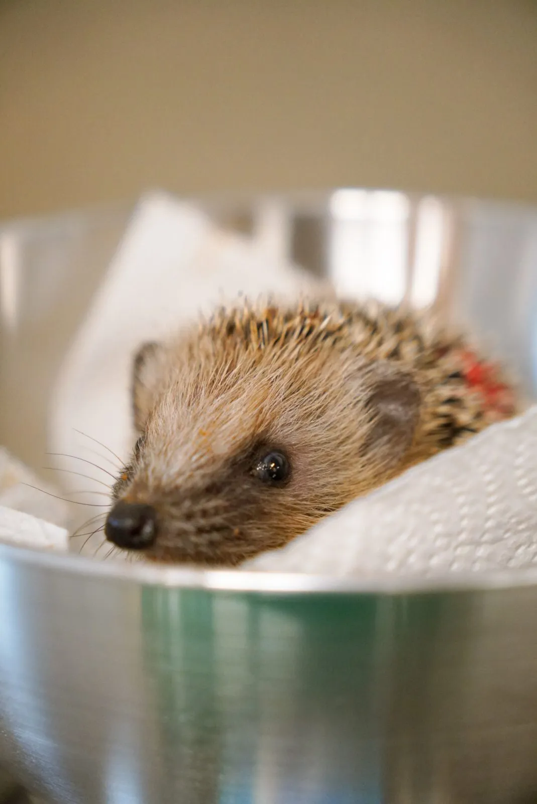 Ein junger Igel liegt in einer Waagschale