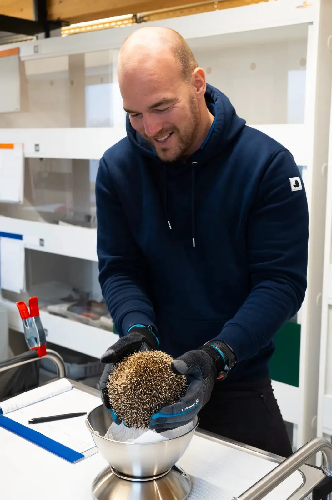 Ein Pfleger setzt einen Igel zum Wiegen in eine Schale