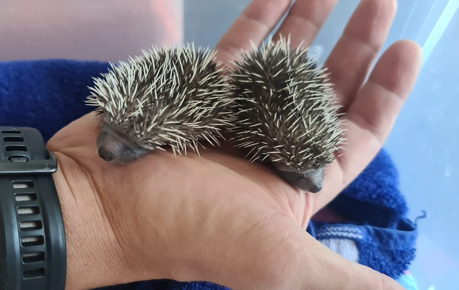 Zwei junge Igel auf einer Hand