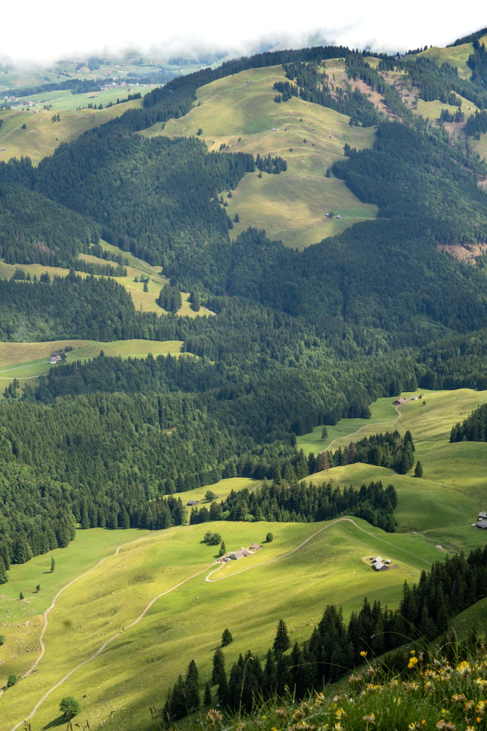 Paesaggio collinare appenzellese con prati, boschetti e fattorie sparse