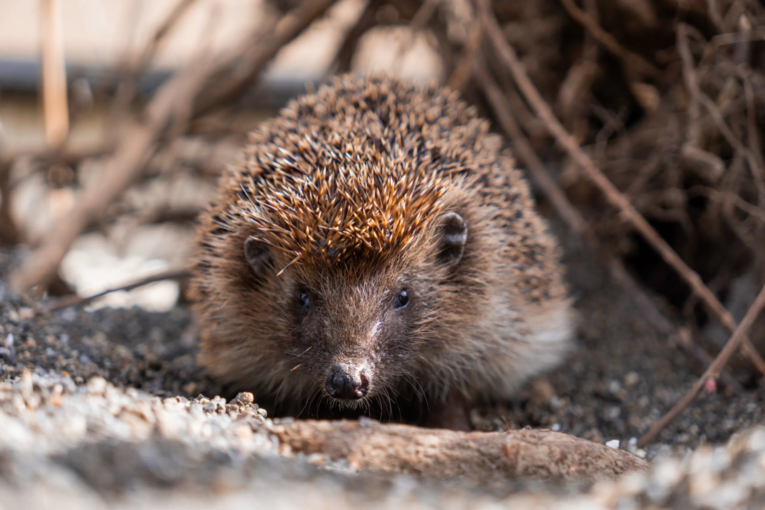 Ein Igel schaut zwischen Ästen und Steinen hervor